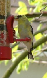 american goldfinch bird photo
