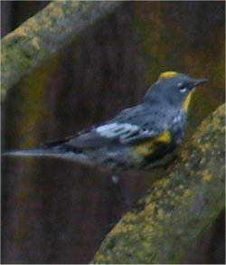 yellow-rumped audubon's warbler photo