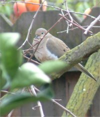 mourning dove bird picture