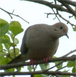 photo of dove