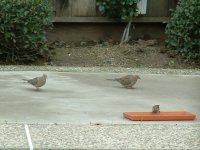 Dove and sparrows bird picture