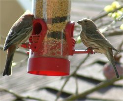 house finch photo