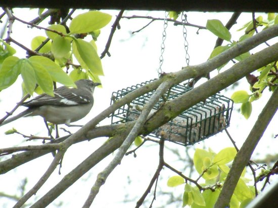 northern mockingbird perches to eat suet photo