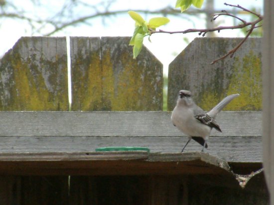 northern mockingbird guarding photo
