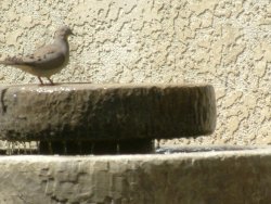mourning dove photo