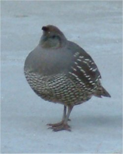 california quail photo