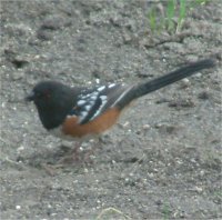 spotted male towhee