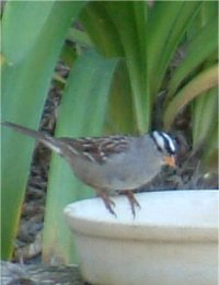 white crowned sparrow photo