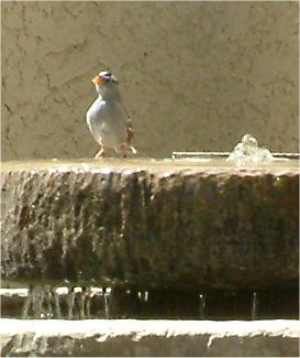 sparrow bird photo