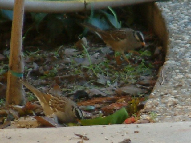 White Crowned Sparrow Bird Picture