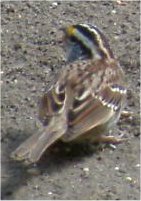 white throated sparrow bird photo