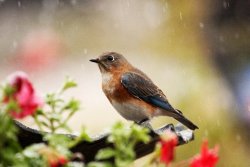 photo bluebird