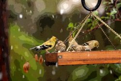 finches louisiana