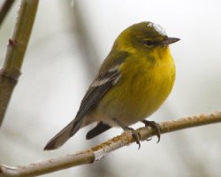 photo goldfinch