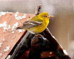 photo goldfinch