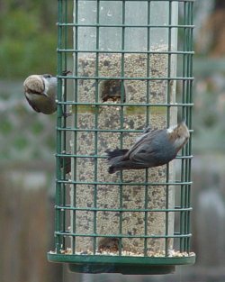 nuthatches