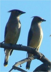 yellow bird picture