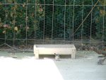 ground feeder