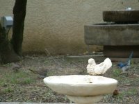 Dove and Jay bird picture