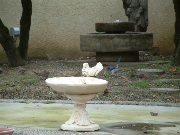 Sparrow Picture
