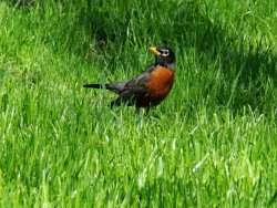 robin picture