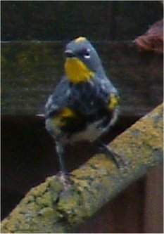 audubon's warbler