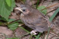 baby indigo bunting