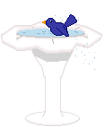 bird in birdbath
