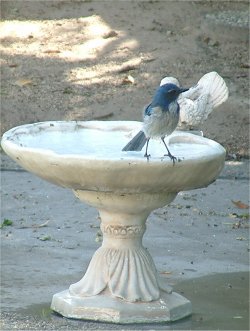 bird bath