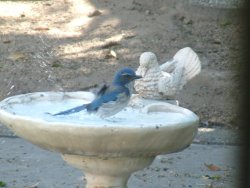 bird bath