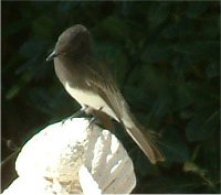 black phoebe