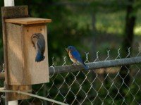 bluebirds