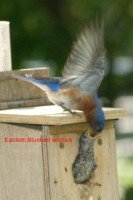 male feeding chick