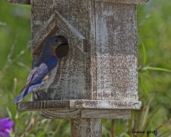 photo bluebird