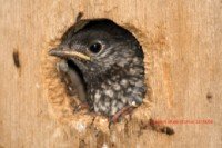 bluebird chick