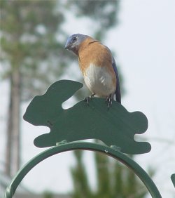bluebird