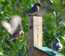 bluebirds picture