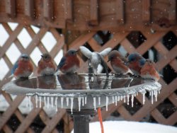 bluebirds at bird bath