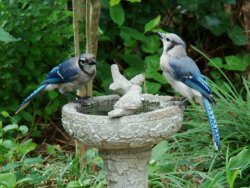 jays