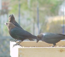photo brown-headed cowbirds