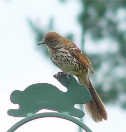 photo brown thrasher