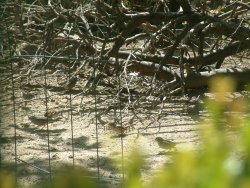 tree limbs