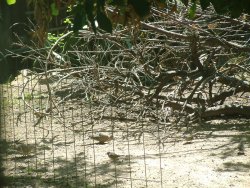 tree limbs