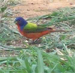 bunting bird
