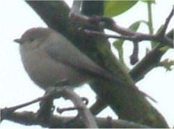 bushtit bird photo