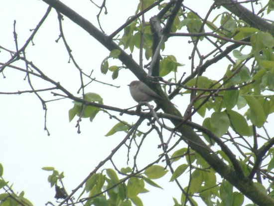 bushtit bird photo