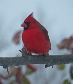 cardinal bird