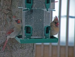 cardinals