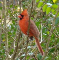 cardinal bird