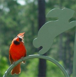 cardinal bird